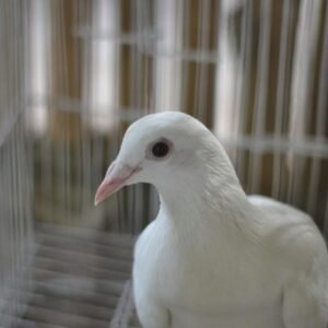 A detailed portrait of a white dove inside a cage, emphasizing its serene expression.