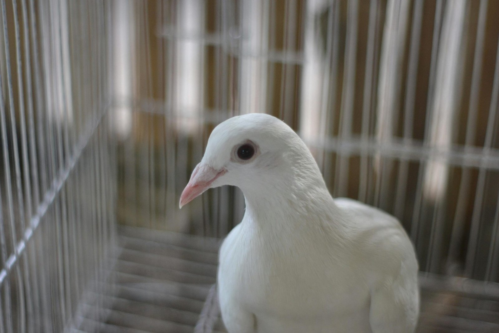 A detailed portrait of a white dove inside a cage, emphasizing its serene expression.